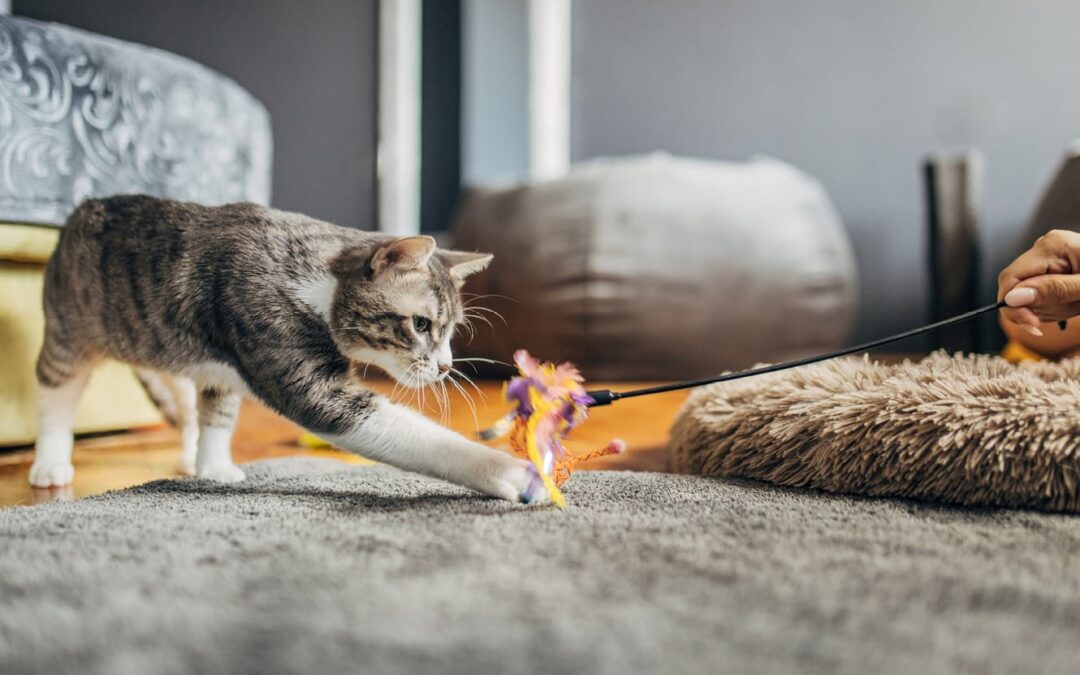 Creating a Safe, Pet-Friendly Home Environment