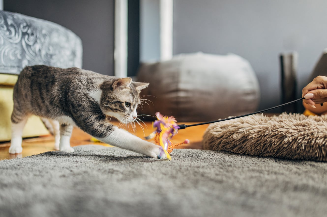 Creating a Safe, Pet-Friendly Home Environment