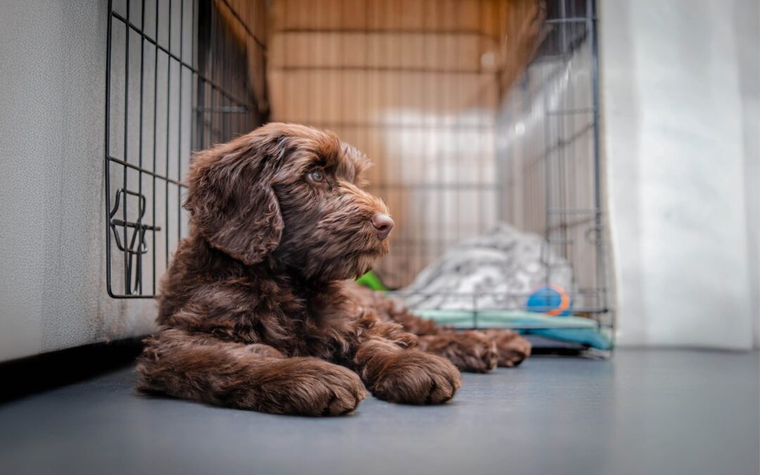 Celebrate Responsible Pet Owners Month: Puppy-Proof Your Home
