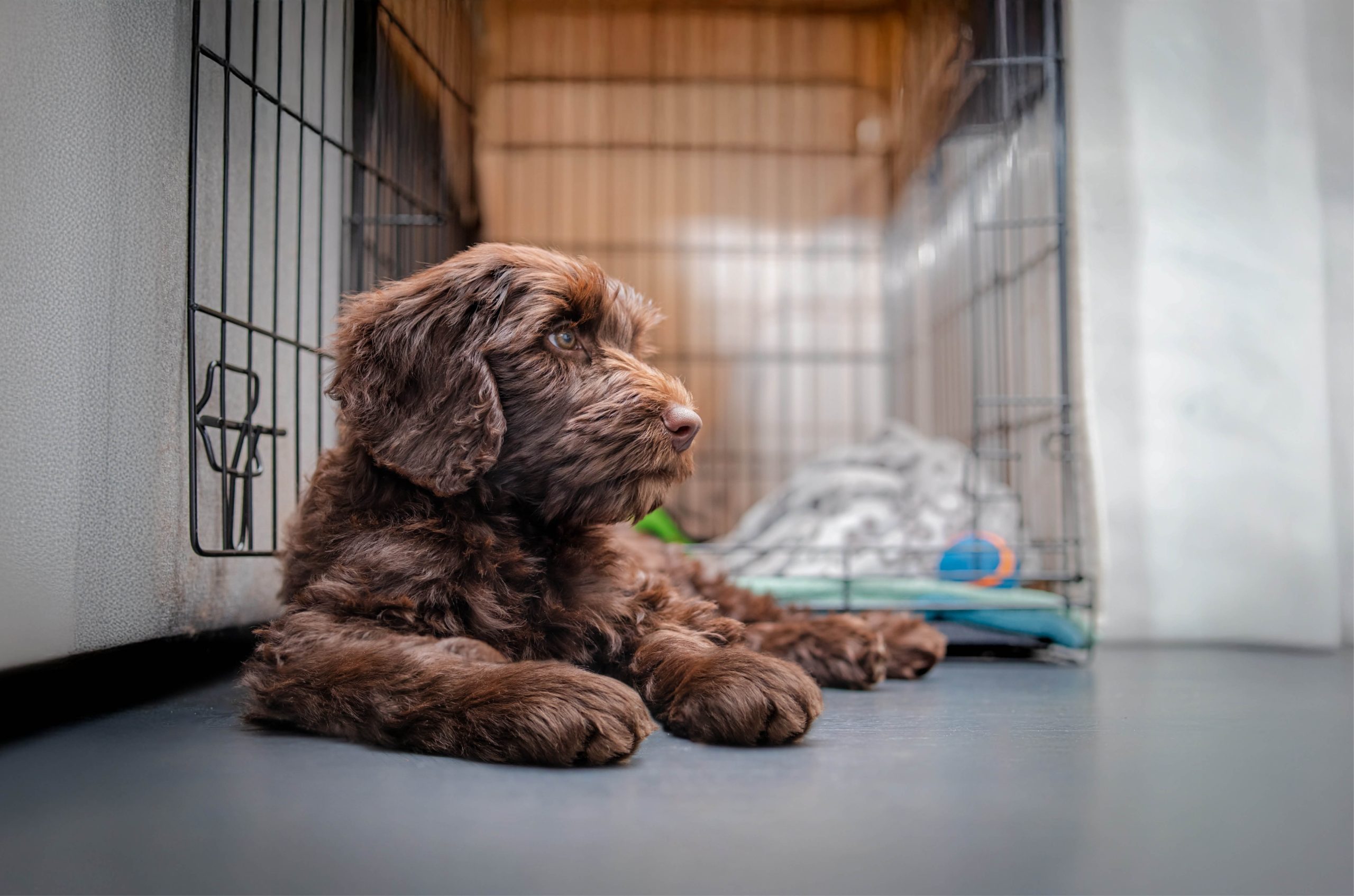 Celebrate Responsible Pet Owners Month: Puppy-Proof Your Home