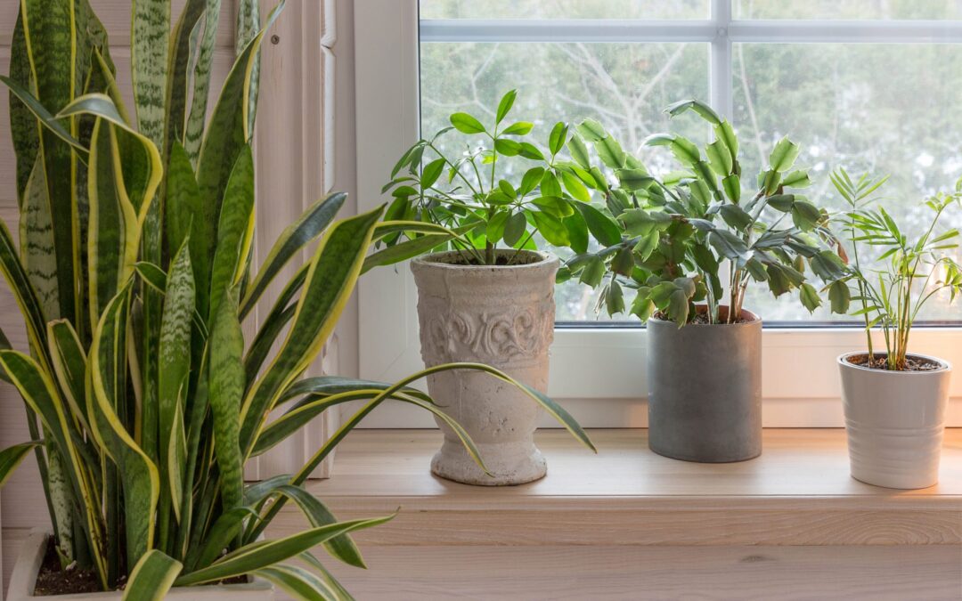 The Best Indoor Plants for Your Home