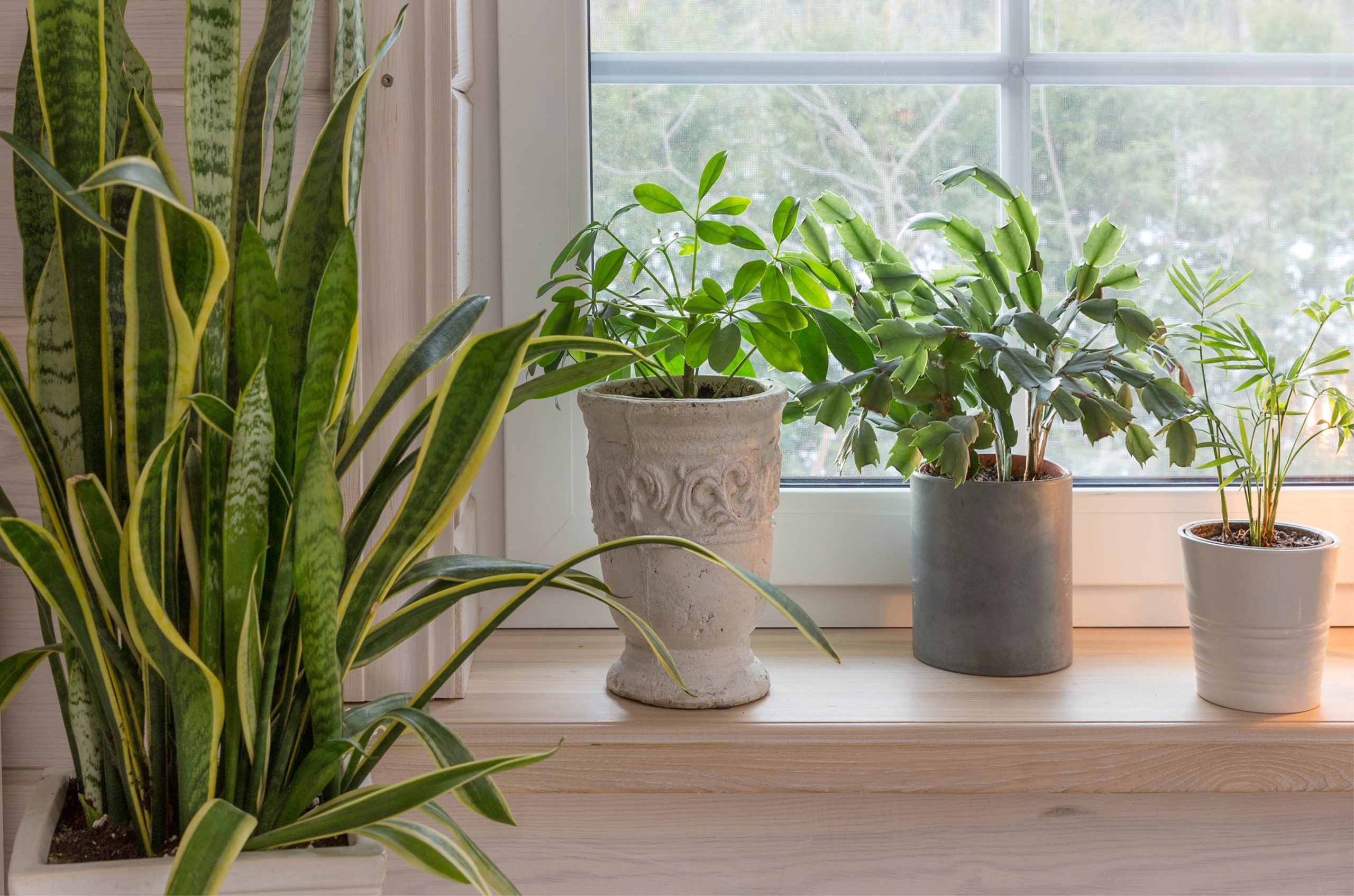 The Best Indoor Plants for Your Home